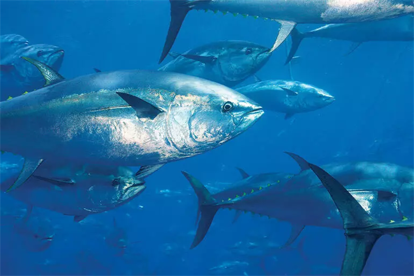 2026, 2027 ve 2028 Yılları İçin Mavi Yüzgeçli Orkinos Kotası Tahsis Edilen Gemilerin Listesine